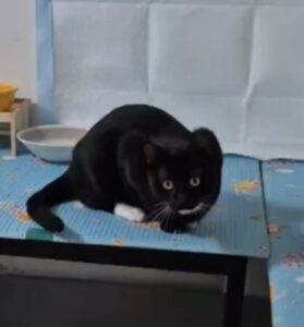 동대문구청에서 04월 10일 발견해서 보호하고 있는 고양이 정보안내.
