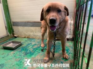 한국동물구조관리협회에서 보호하고 있는 유기된 강아지안내.