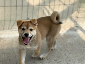 광주동물보호센터에서 04월 11일 발견해서 보호하고 있는 강아지 정보안내.
