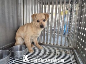 한국동물구조관리협회에서 04월 10일 발견해서 보호하고 있는 강아지 정보안내.