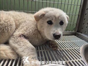 한국동물구조관리협회에서 보호중인 유기된 강아지입니다.