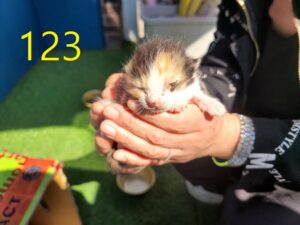 신영재동물병원에서 04월 11일 발견해서 보호하고 있는 고양이 정보입니다.