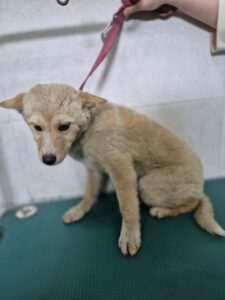 옥천동물병원에서 보호중인 유기된 강아지입니다.