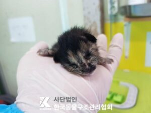 한국동물구조관리협회에서 04월 11일 발견해서 보호하고 있는 고양이 정보.