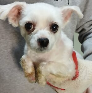 대구유기동물보호협회에서 보호중인 유기된 강아지안내드립니다.