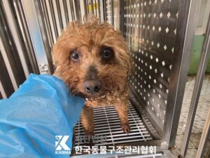 한국동물구조관리협회에서 보호하고 있는 유기된 강아지정보.