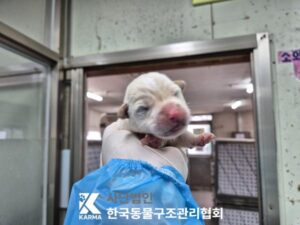 한국동물구조관리협회에서 보호중인 유기된 강아지안내.