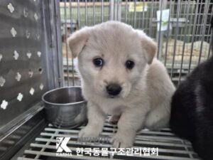 한국동물구조관리협회에서 04월 12일 발견해서 보호하고 있는 강아지 정보안내.