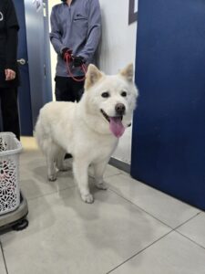 대구시수의사회(삼성)에서 보호하고 있는 유기된 강아지소개합니다.
