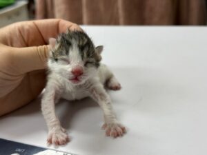 광주동물보호센터에서 04월 13일 발견해서 보호하고 있는 고양이 정보안내.