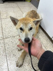 반려동물보호센터에서 보호중인 유기된 강아지입니다.