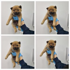 천안시 동물보호센터에서 04월 15일 발견해서 보호하고 있는 강아지 정보안내.