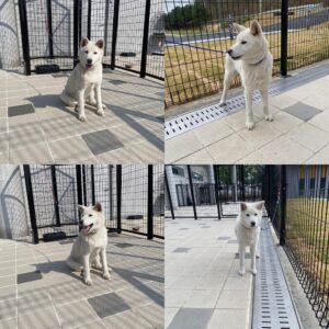 구미시 동물보호센터에서 보호하고 있는 유기된 강아지안내.