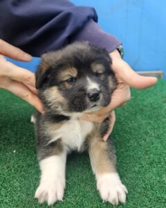 제주 동물보호센터에서 보호중인 유기된 강아지정보.