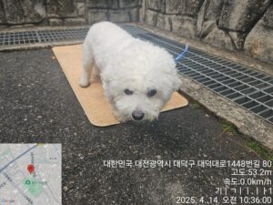 대전동물보호센터에서 보호하고 있는 유기된 강아지입니다.