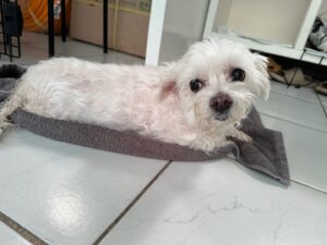 한국야생동물보호협회에서 보호중인 유기된 강아지안내드립니다.