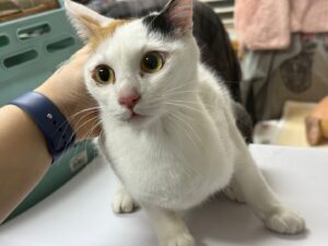 광주동물보호센터에서 04월 15일 발견해서 보호하고 있는 고양이 정보입니다.