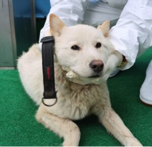 제주 동물보호센터에서 보호하고 있는 유기된 강아지소개합니다.