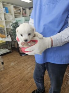 정선가축병원에서 보호하고 있는 유기된 강아지정보.