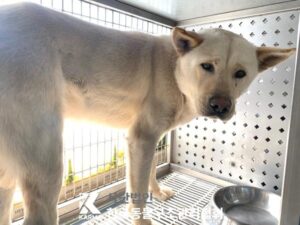 한국동물구조관리협회에서 보호하고 있는 유기된 강아지입니다.