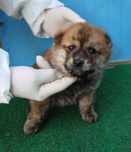 제주 동물보호센터에서 04월 16일 발견해서 보호하고 있는 강아지 정보입니다.