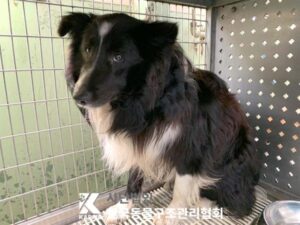 한국동물구조관리협회에서 04월 16일 발견해서 보호하고 있는 강아지 정보.