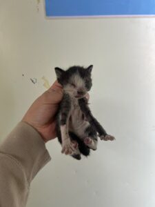 부산동물보호센터에서 04월 16일 발견해서 보호하고 있는 고양이 정보안내.
