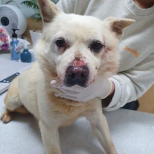 최종주동물병원에서 04월 17일 발견해서 보호하고 있는 강아지 정보안내.