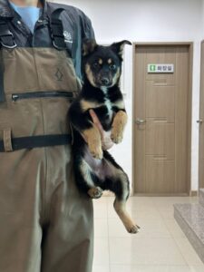 반려동물보호센터에서 04월 17일 발견해서 보호하고 있는 강아지 정보.