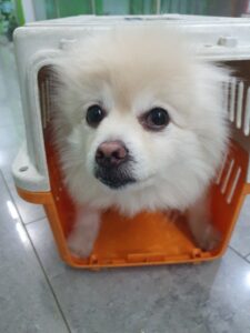 펫앤쉘터동물병원에서 보호하고 있는 유기된 강아지안내합니다.