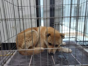 고양시동물보호센터에서 보호중인 유기된 강아지입니다.
