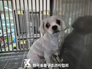 한국동물구조관리협회에서 보호중인 유기된 강아지안내합니다.