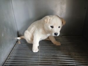 금왕동물병원에서 04월 18일 발견해서 보호하고 있는 강아지 정보입니다.