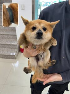 반려동물보호센터에서 보호중인 유기된 강아지안내드립니다.