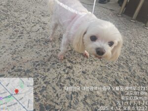 대전동물보호센터에서 보호하고 있는 유기된 강아지소개합니다.