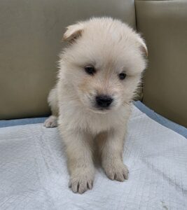 제주 동물보호센터에서 보호하고 있는 유기된 강아지안내드립니다.