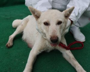 제주 동물보호센터에서 보호하고 있는 유기된 강아지소개합니다.