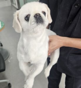 김천시 동물보호센터에서 보호중인 유기된 강아지정보.