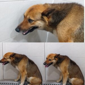 경주동물사랑보호센터에서 04월 19일 발견해서 보호하고 있는 강아지 정보.