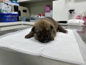 남양주시동물보호센터에서 04월 20일 발견해서 보호하고 있는 강아지 정보입니다.