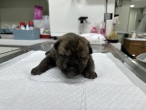 남양주시동물보호센터에서 보호하고 있는 유기된 강아지입니다.