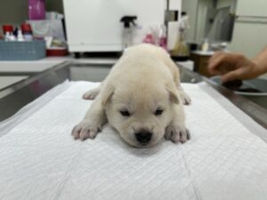 남양주시동물보호센터에서 보호하고 있는 유기된 강아지안내합니다.