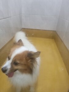 천안시 동물보호센터에서 보호하고 있는 유기된 강아지입니다.
