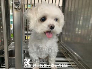 한국동물구조관리협회에서 보호중인 유기된 강아지소개합니다.