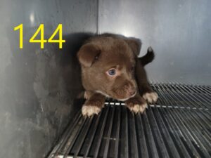 신영재동물병원에서 보호중인 유기된 강아지입니다.