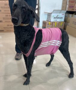 반려동물보호센터에서 보호하고 있는 유기된 강아지입니다.