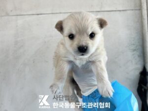한국동물구조관리협회에서 04월 21일 발견해서 보호하고 있는 강아지 정보입니다.