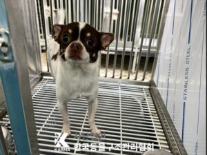 한국동물구조관리협회에서 04월 21일 발견해서 보호하고 있는 강아지 정보안내.