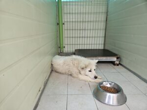 (사)영일동물플러스에서 보호하고 있는 유기된 강아지안내드립니다.