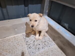 고흥군임시보호센터에서 04월 24일 발견해서 보호하고 있는 강아지 정보안내.